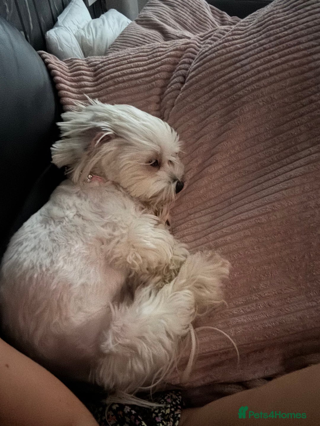 Maltese dogs for sale: >>> BEAUTIFULLY  **  PUPPIES POSSIBLE !!!<<< - Advert 3