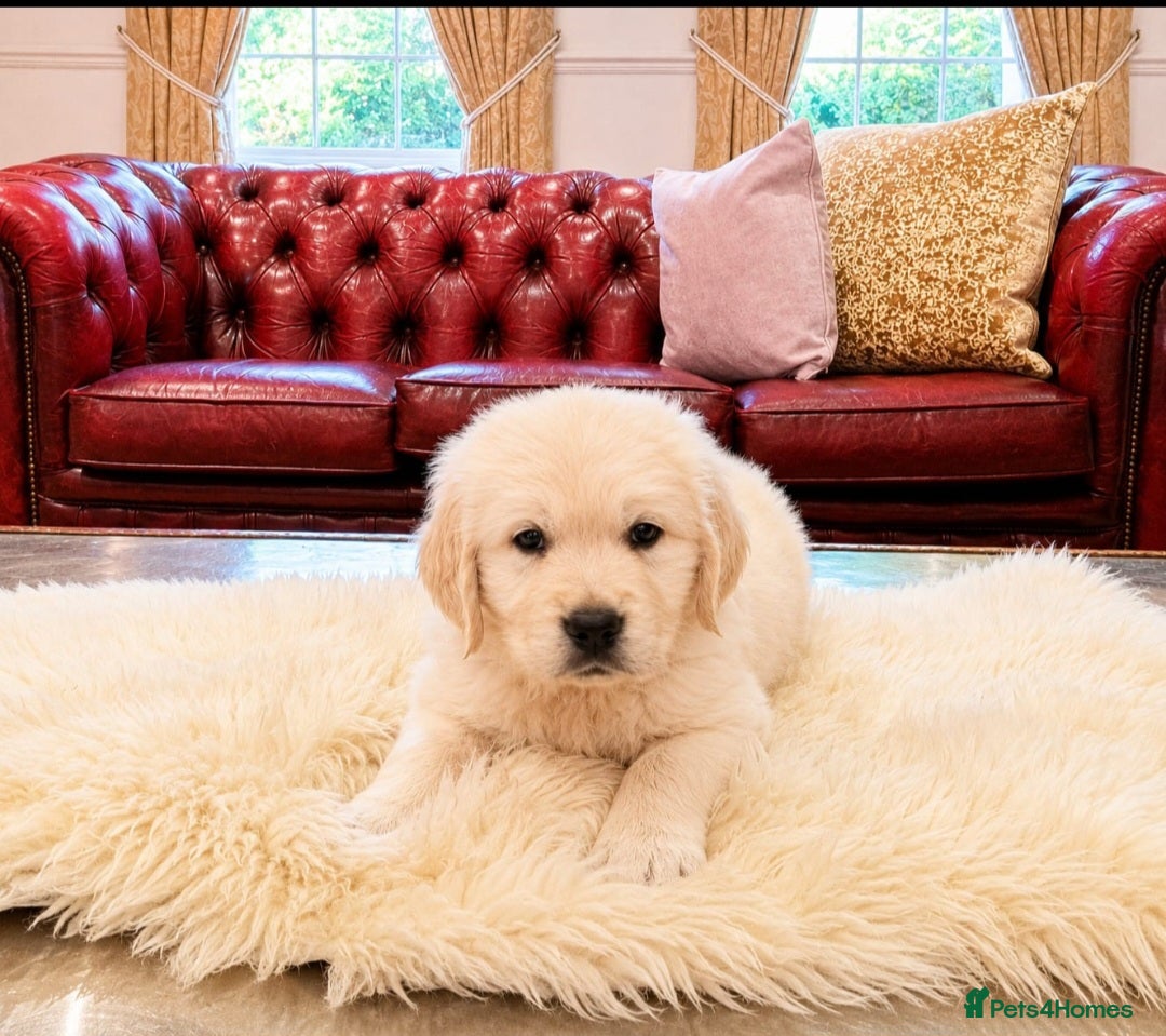 Golden Retriever dogs Newmiller Retrievers Upcoming Litter Announcement  - Advert 1