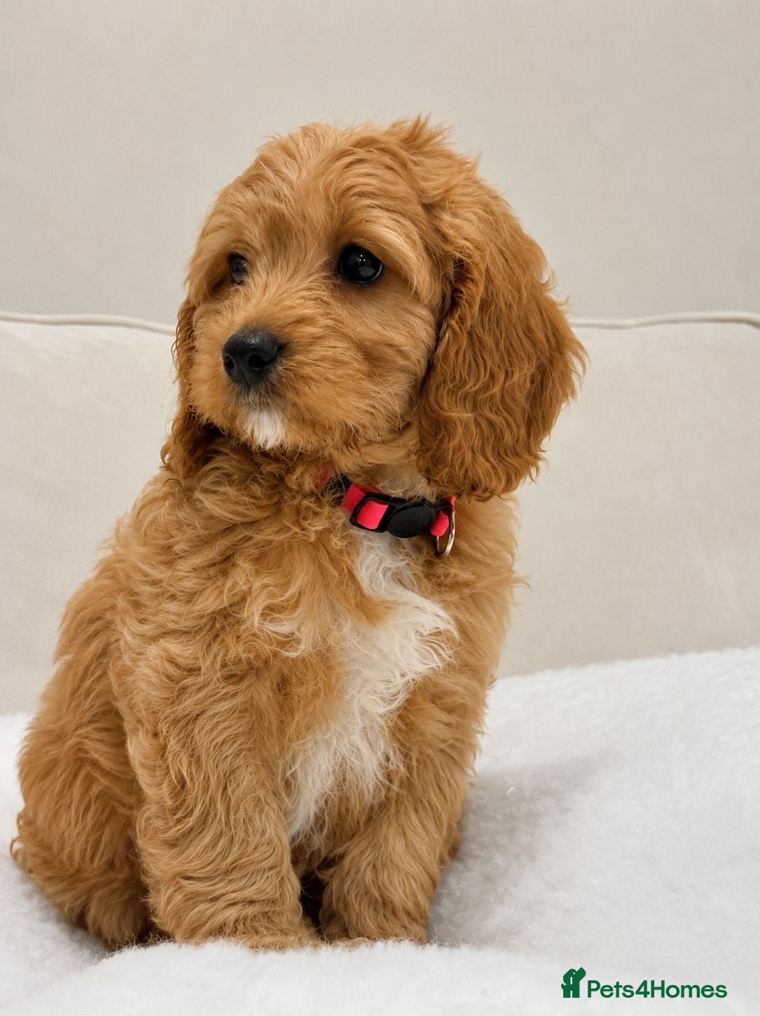 Cavapoo dogs for sale: ADORABLE F1 TOY CAVAPOOS - Advert 1
