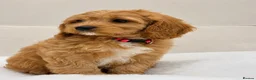 Cavapoo dogs for sale: ADORABLE F1 TOY CAVAPOOS - Advert 1