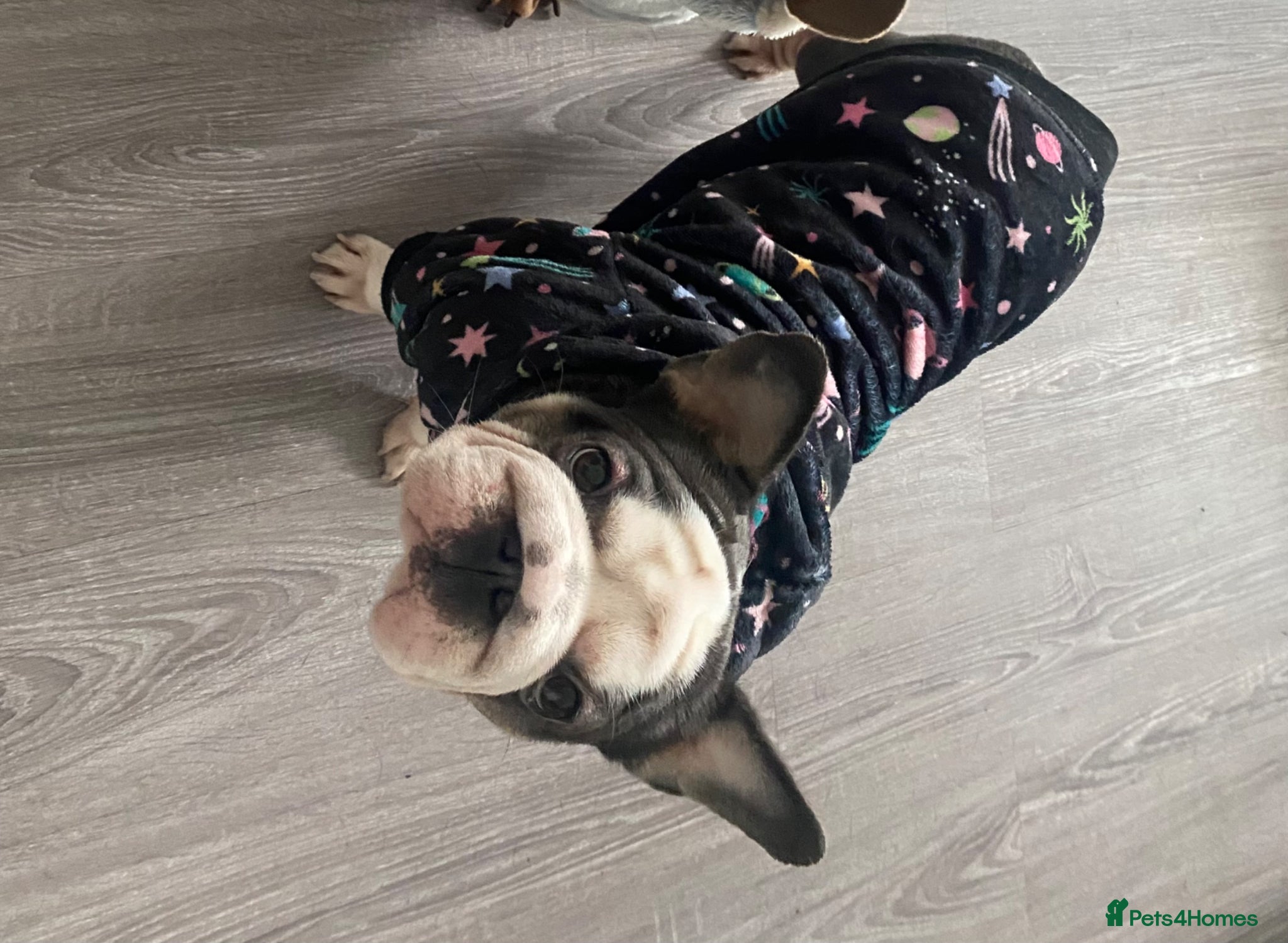 French Bulldog dogs 2 year old female frenchie - Advert 1