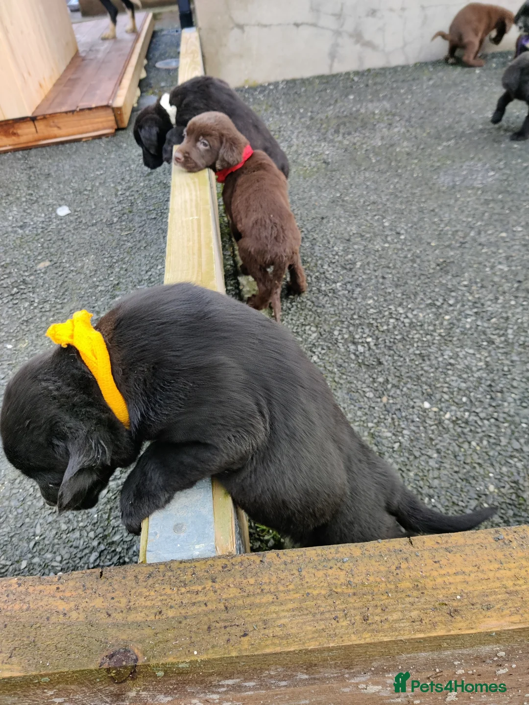 Springador dogs for sale: Springador Puppies - Advert 12