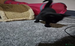 Bombay cats for sale: Bombay - Image 5