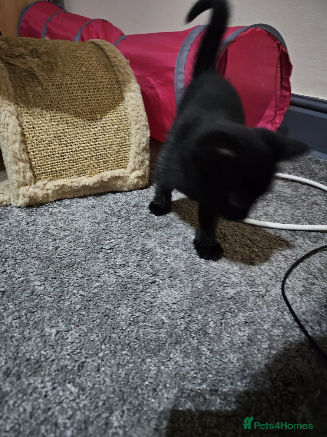 Bombay cats for sale: Bombay - Image 5
