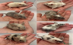 Mouse rodents for sale: Male Fancy Mice for Adoption - Image 5