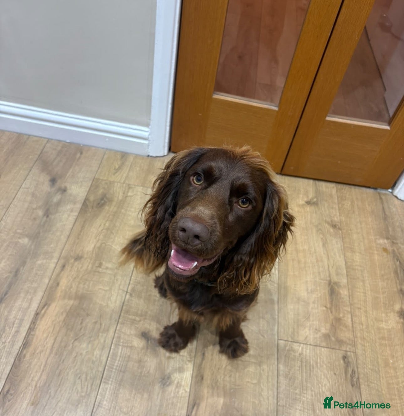 Cocker Spaniel dogs One year old Cocker Spaniel  - Advert 2