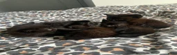 Mixed Breed cats for sale: Kittens  - Advert 4