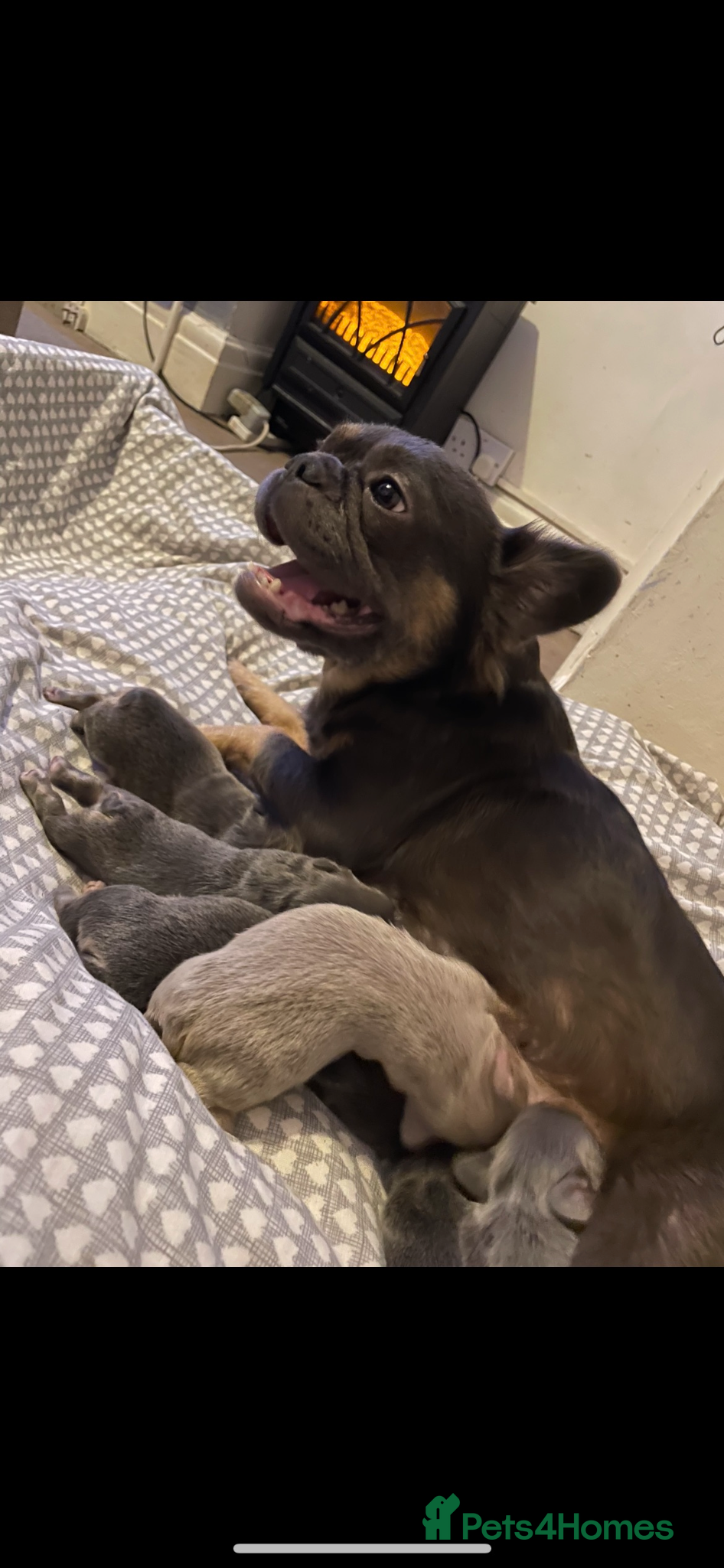 French Bulldog dogs Fluffy frenchie🐶 - Advert 1