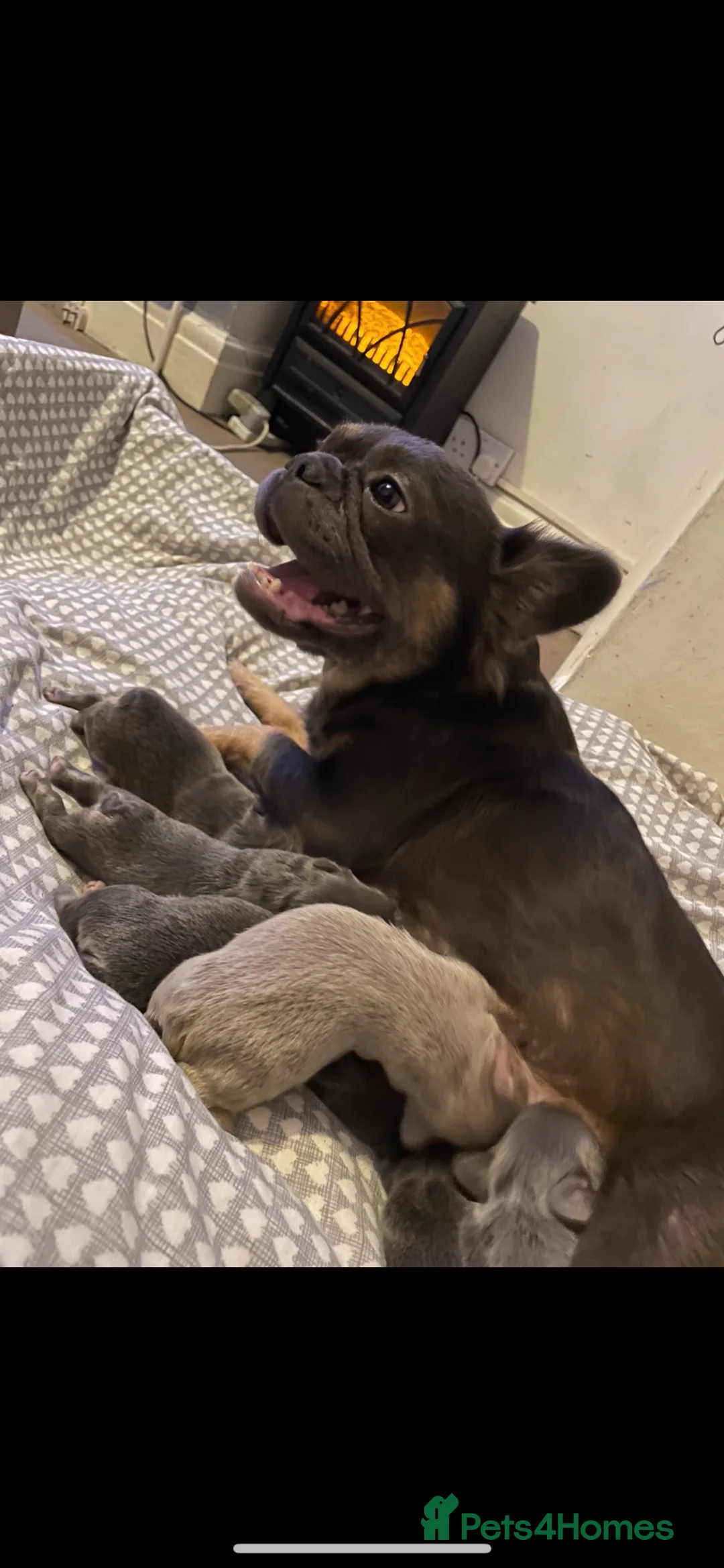 French Bulldog dogs for sale: Fluffy frenchie🐶 in Glastonbury - Advert 1