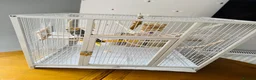 Cockatiels birds for sale: Male cockatiel with cage  - Advert 3