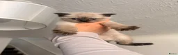 British Shorthair cats for sale: BRITISH SHORTHAIRxSCOTTISH FOLD blue,white Siamese in Southport - Advert 3