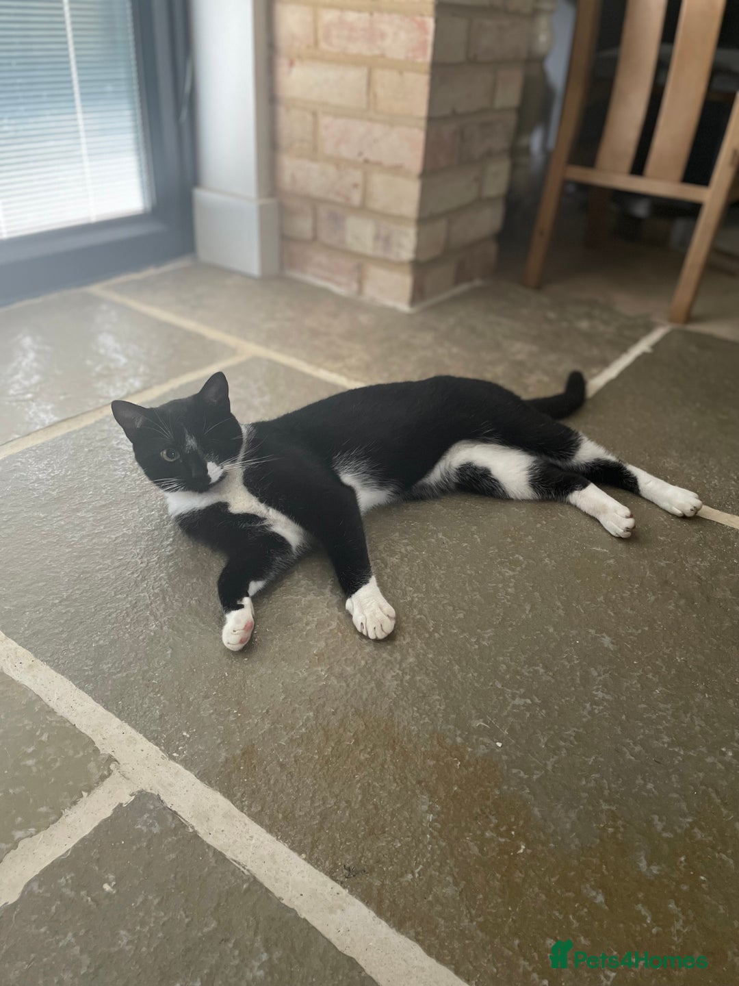 Domestic Shorthair cats for sale: Heart breaking decision  - Image 4