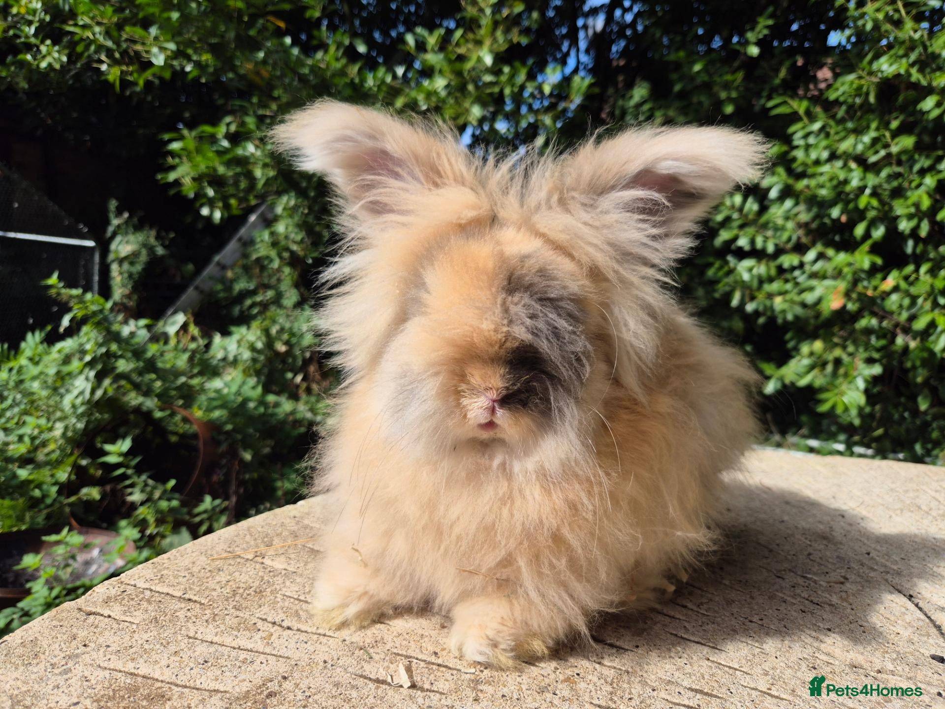 Angora rabbits 💙READY NOW-FULL FACE ANGORA BOY-PARENTS FROM🇫🇷 - Advert 2