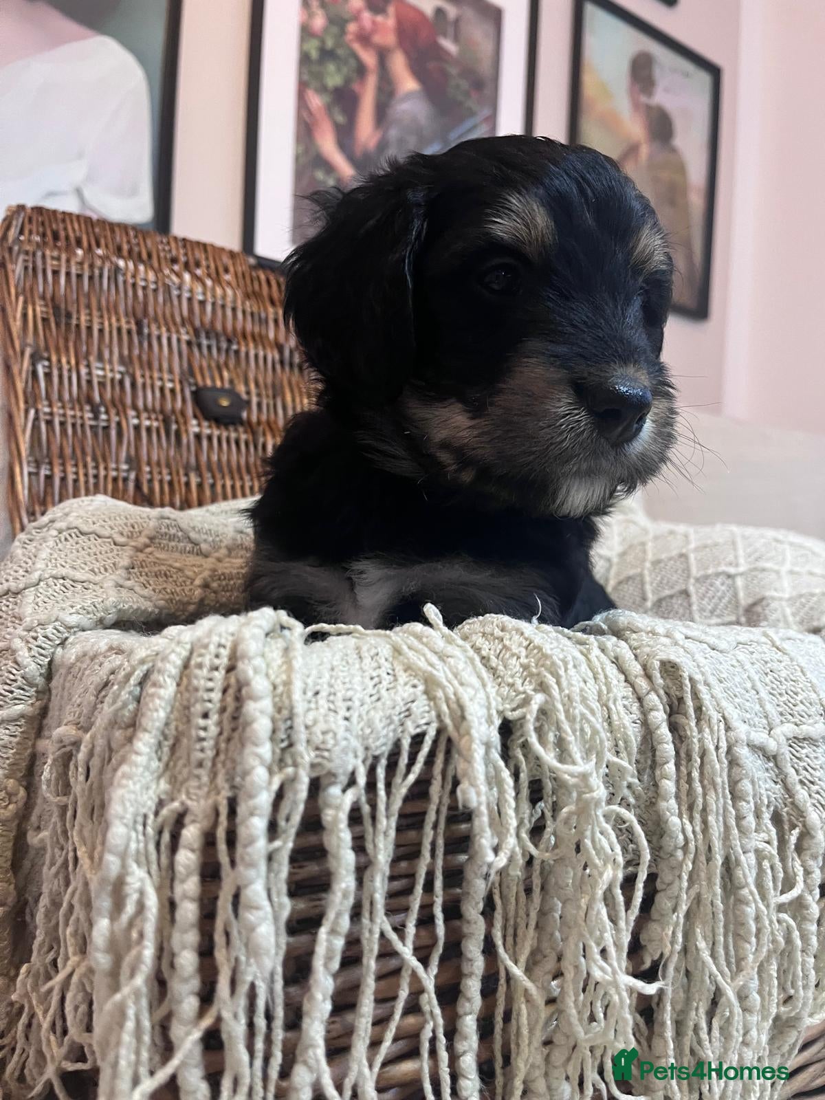 Bernedoodle dogs Exceptional F1 Bernedoodle Puppies (Only 1 Left) - Advert 12