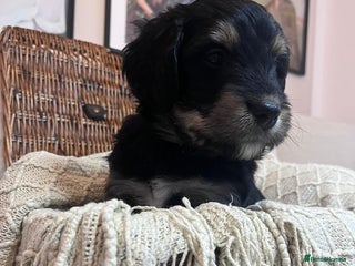 Bernedoodle dogs Exceptional F1 Bernedoodle Puppies (Only 1 Left) - Advert 3
