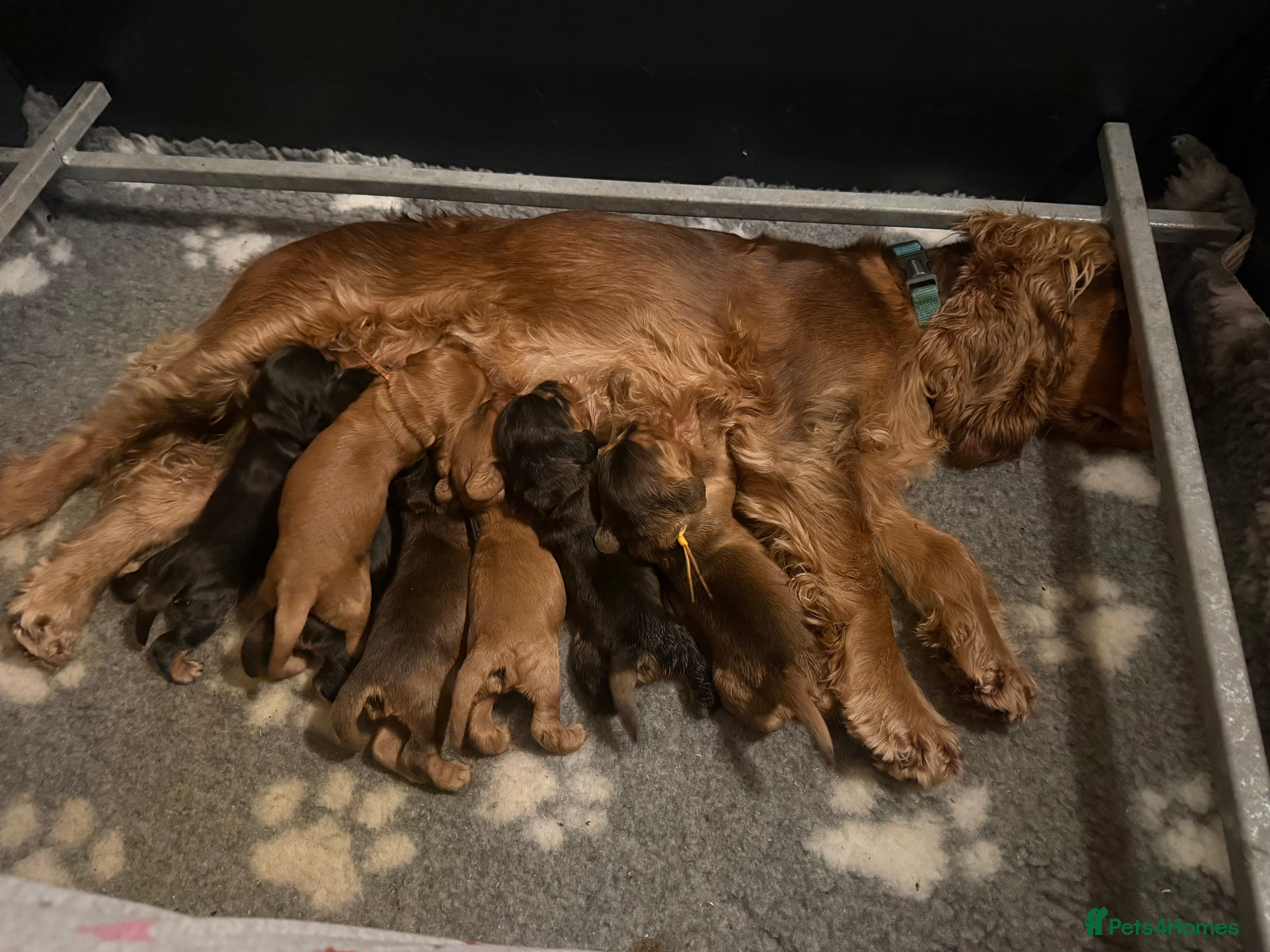 Cocker Spaniel dogs KC Reg Show Cocker Spaniel Puppies  - Advert 3