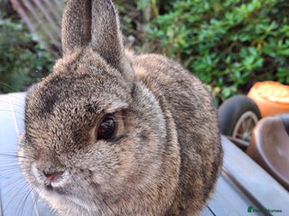 Netherland Dwarf rabbits Beautiful netherland dwarf - Advert 1