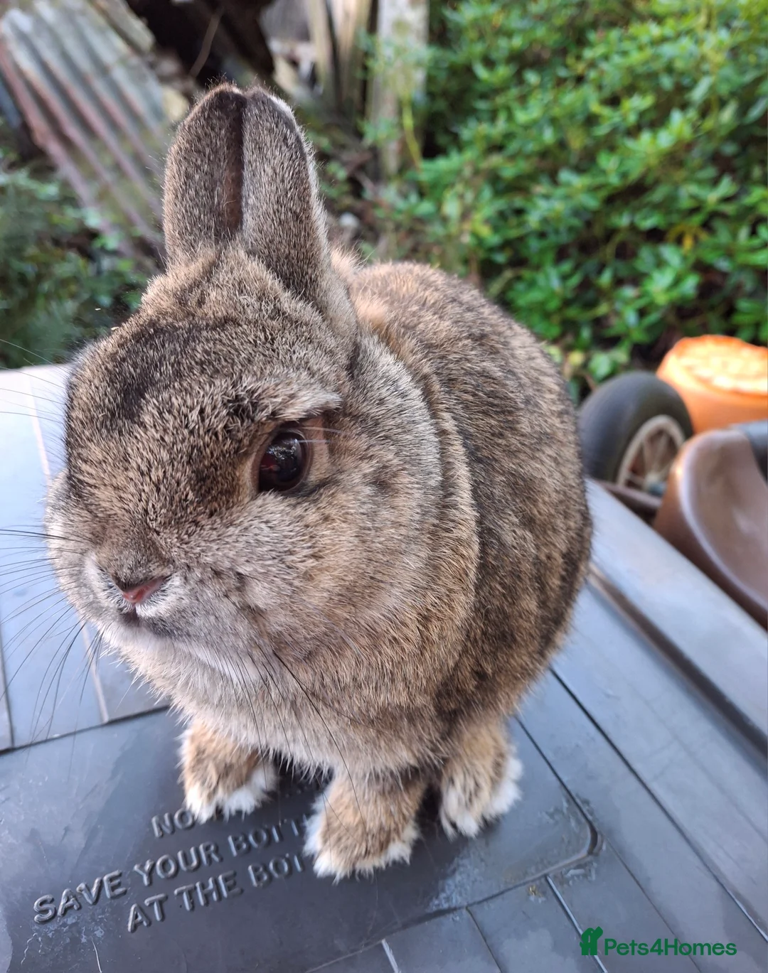 Netherland Dwarf rabbits for sale: Beautiful netherland dwarf  - Advert 1