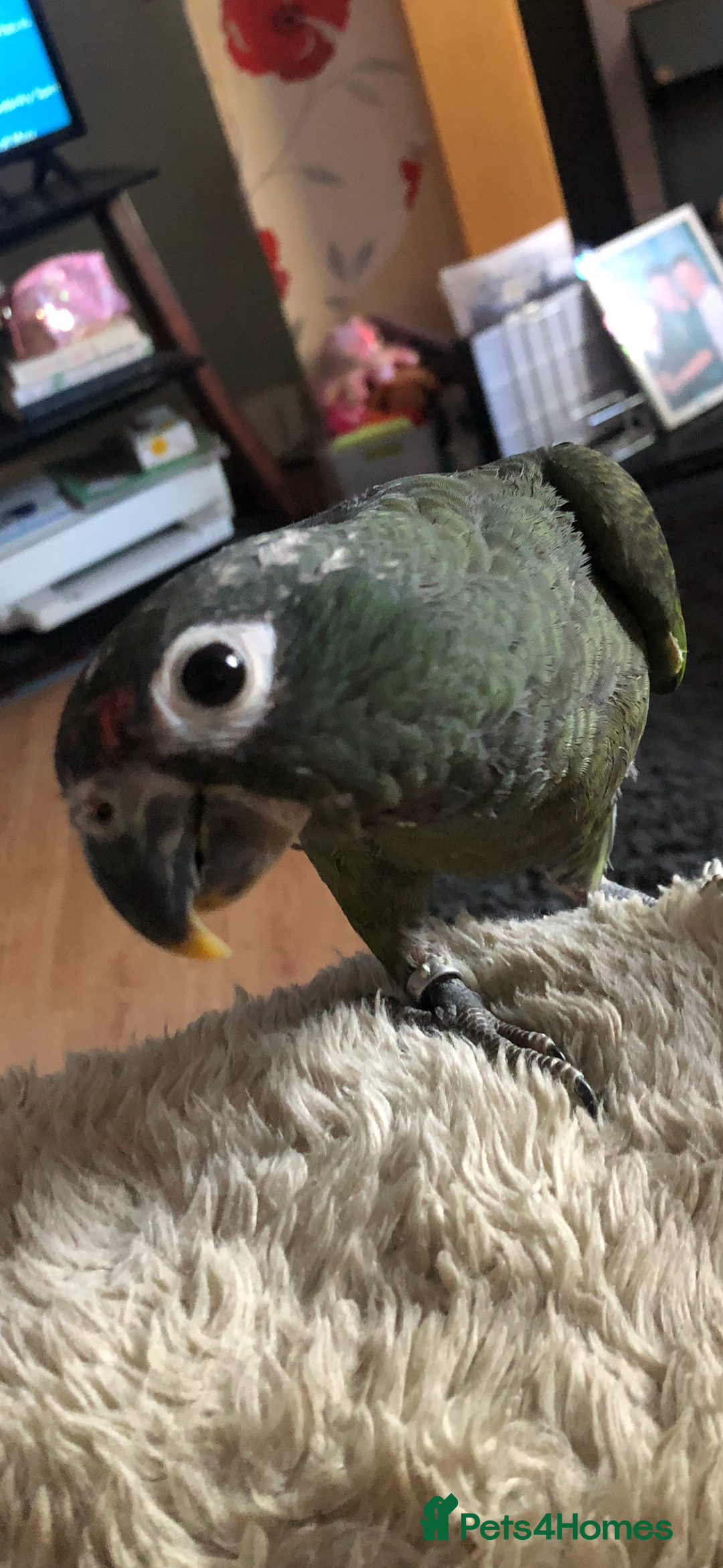 Parrots birds for sale: Parrot  - Advert 3