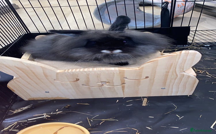Lionhead rabbits - Advert 1