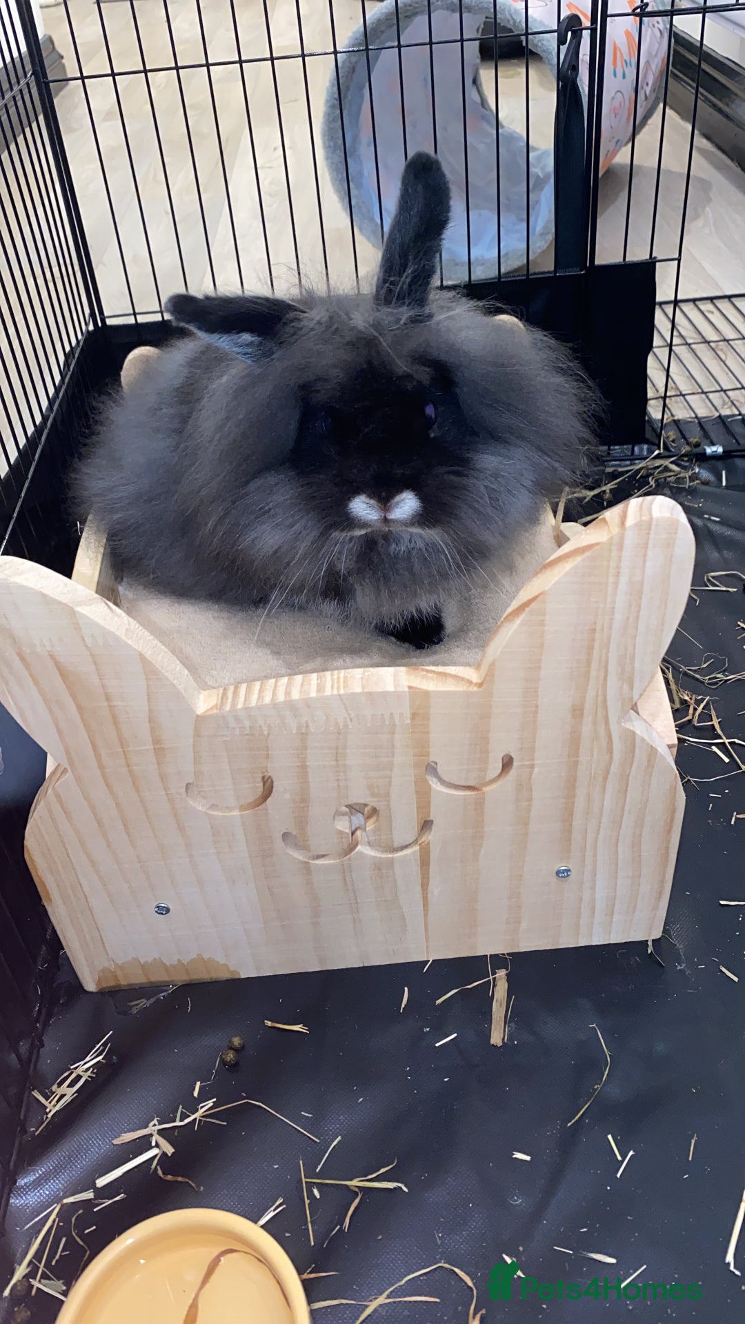 Lionhead rabbits for sale: Lion head rabbit for sale - Image 1