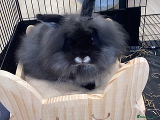 Lionhead rabbits Lion head rabbit for sale - Advert 4