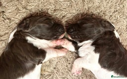 English Springer Spaniel dogs for sale: Springer spaniel puppies for sale  - Image 19