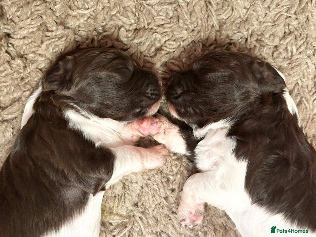 English Springer Spaniel dogs for sale: Springer spaniel puppies for sale  - Image 19