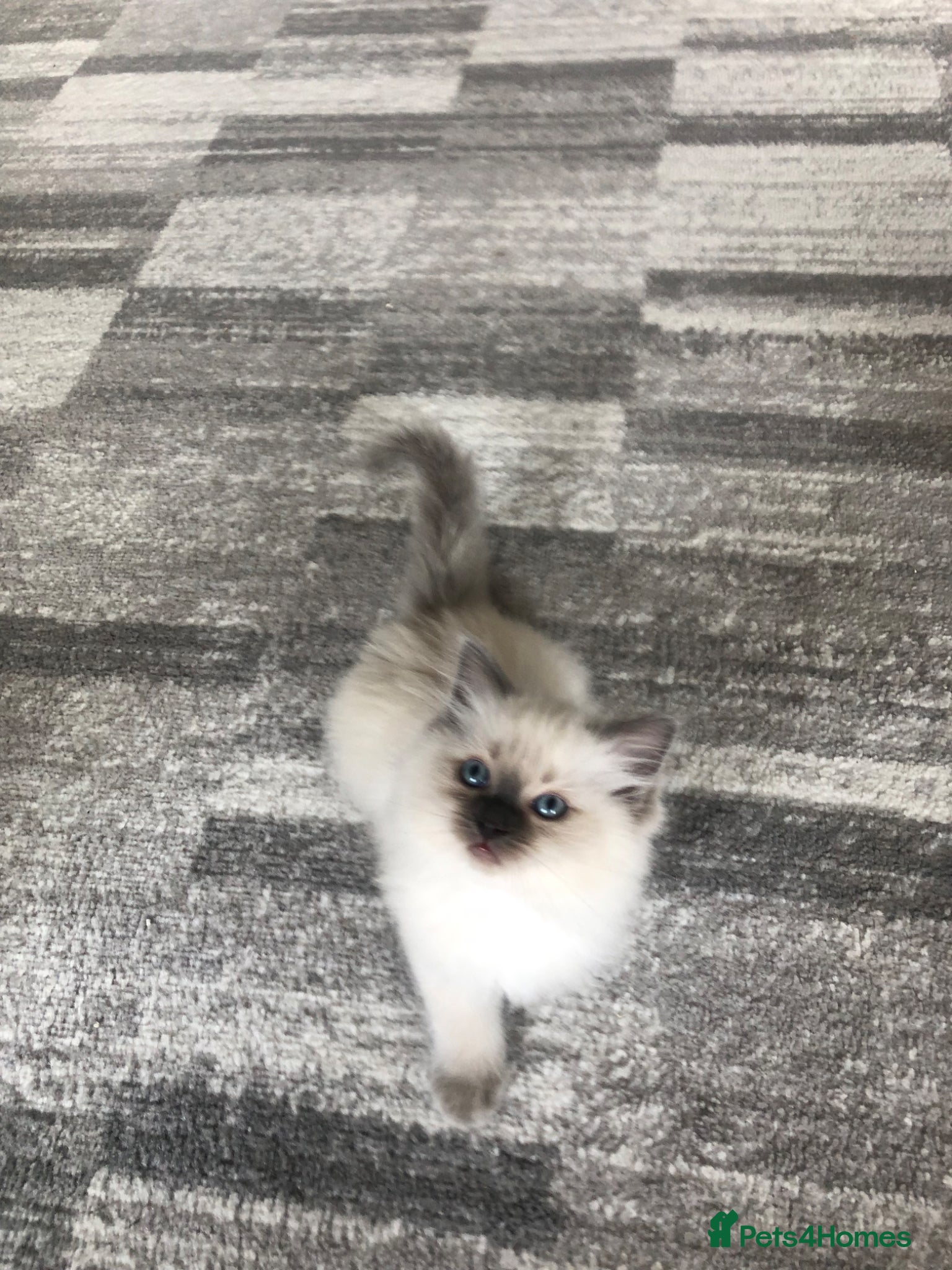 Ragdoll cats for sale: Ragdoll kittens in Southend-on-Sea - Advert 10