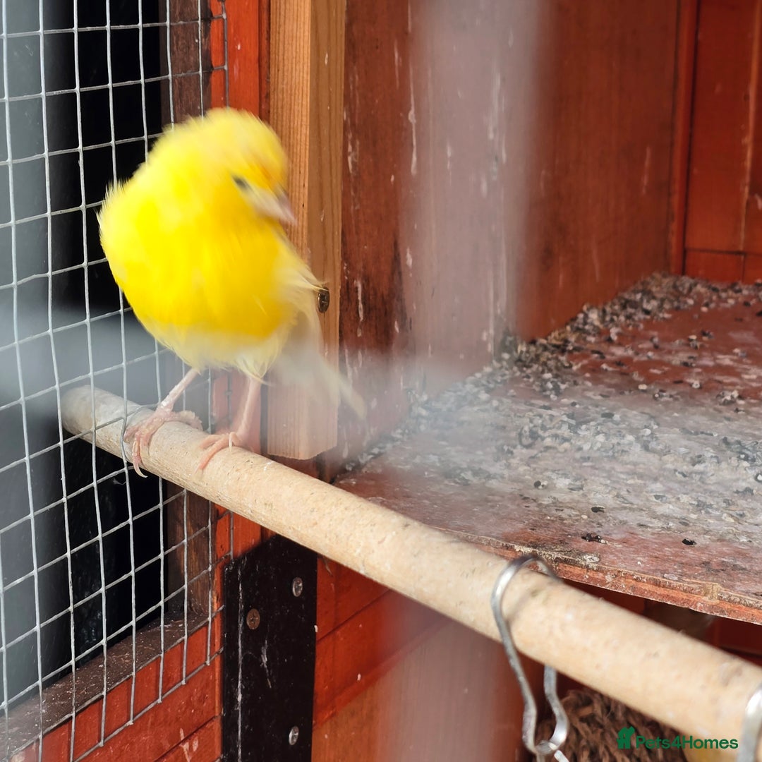 Canaries birds for sale: 8 canaries male and female and some baby  - Image 7
