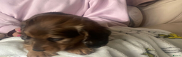 Miniature Dachshund dogs for sale: Gorgeous Long-haired Miniature Dachshund Puppies in Portsmouth - Advert 4