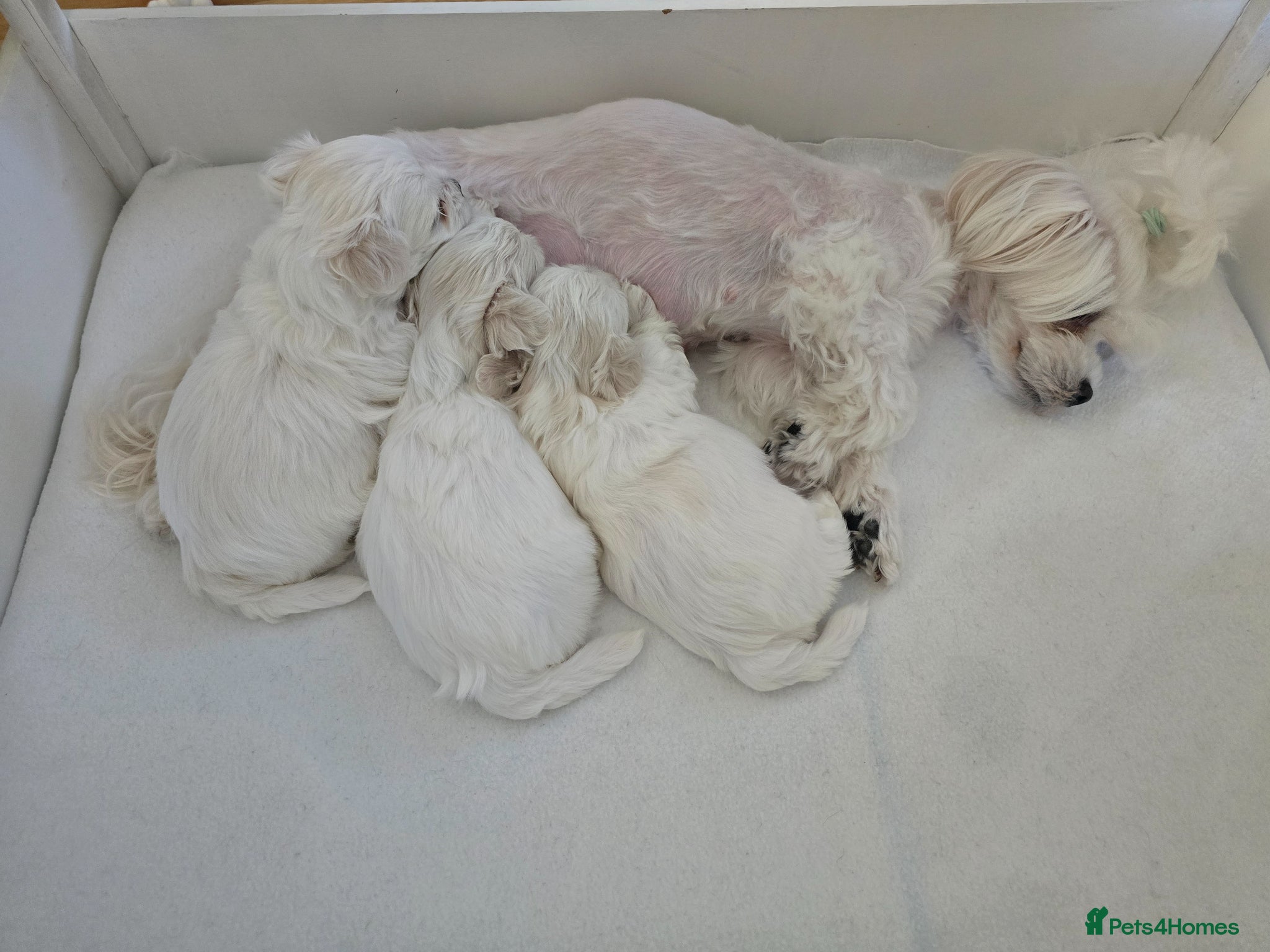 Maltese dogs Adorable Maltese Puppies for Sale - Advert 11