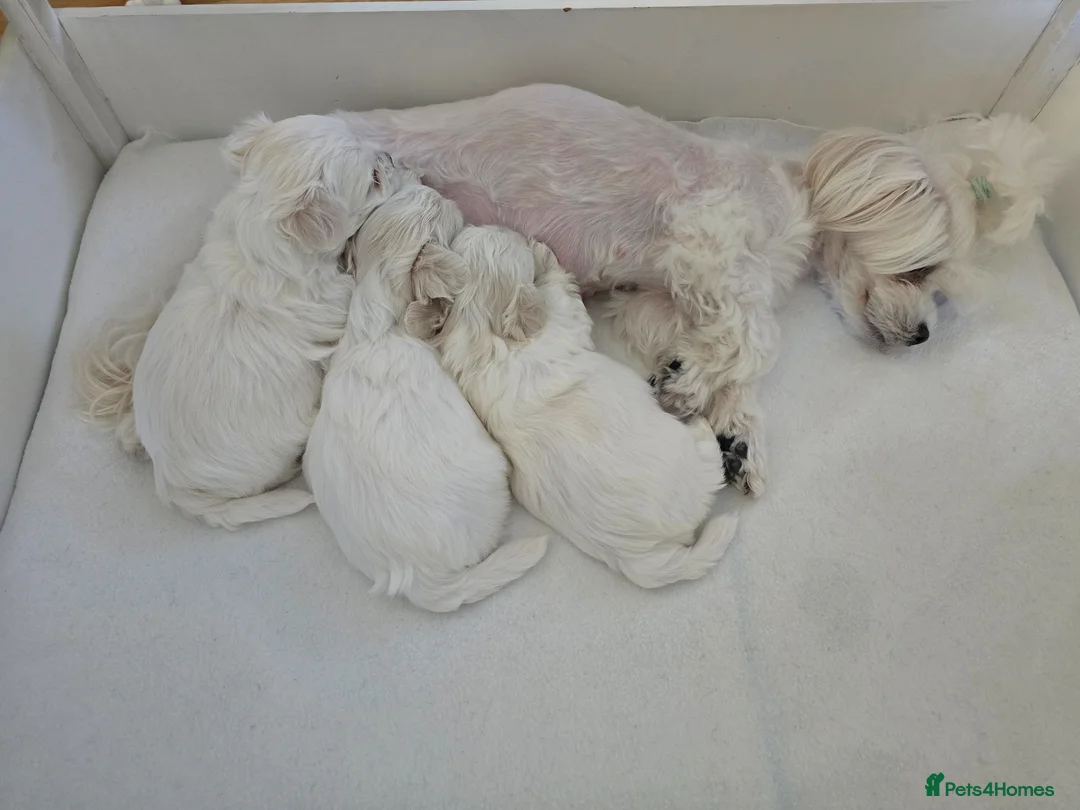 Maltese dogs for sale: Adorable Maltese Puppies for Sale - Advert 1