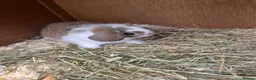 Mixed Breed rabbits for sale: Baby rabbits  - Advert 9