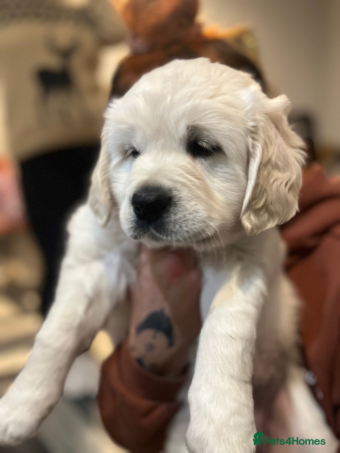 Golden Retriever dogs for sale: 3  Chunky puppies ready 17th December  - Advert 5