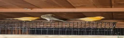 Canaries birds for sale: Beautiful Canaries for Sale in London - Advert 3
