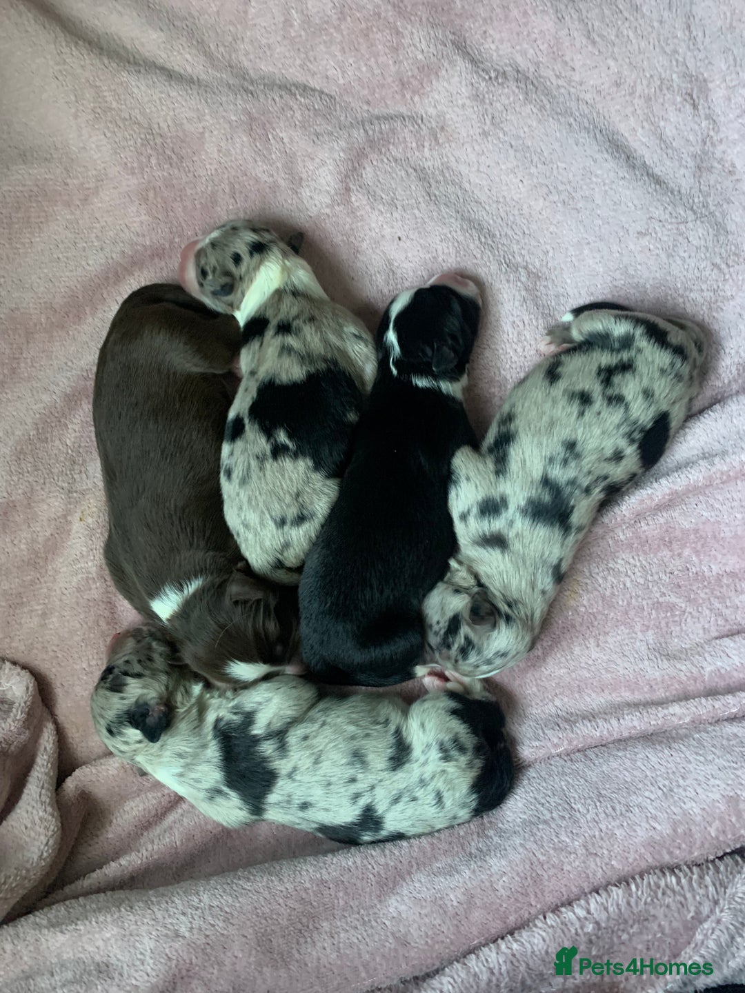 Border Collie dogs for sale: Beautiful Border Collie Puppies – Ready 20th Sep - Image 1