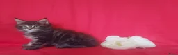 Maine Coon cats for sale: GCCF REGISTERED MAINE COON KITTENS FOR SALE  - Advert 27