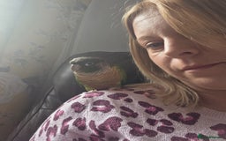 Conures birds for sale: Bonded green cheek couners  - Image 3