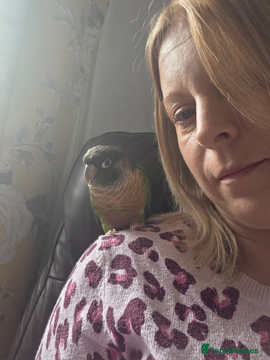 Conures birds for sale: Bonded green cheek couners  - Image 3