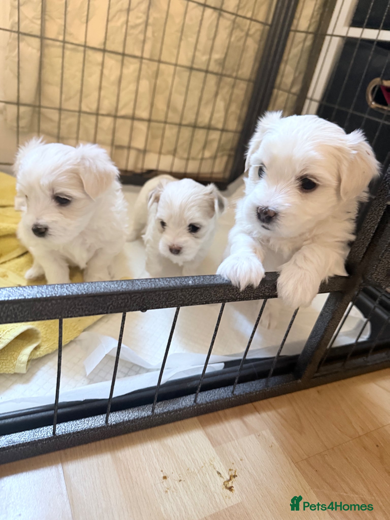 Bichon Frise dogs Bichon Maltese puppies for sale ready early May! - Advert 1