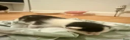 Mixed Breed cats for sale: Black & White Kitten for Sale 🐾 in Worcester - Advert 5