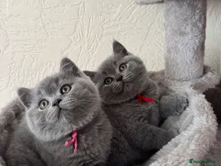 British Shorthair cats GCCF Active Registered British Shorthair Kittens - Advert 15