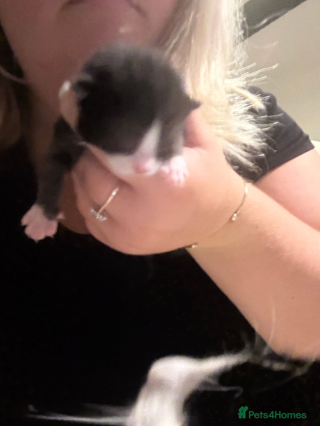 British Shorthair cats for sale: 5 male kittens available  - Image 4