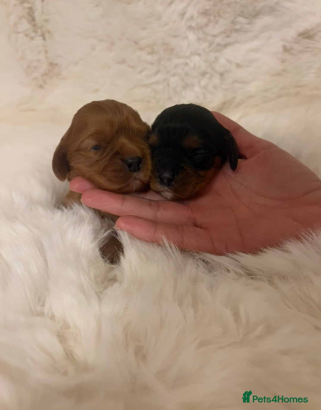Cavalier King Charles Spaniel dogs for sale: Extensively health tested cute Cavalier puppy’s  - Advert 3