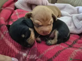 Miniature Dachshund dogs Champion Miniature Dachshunds KC registered - Advert 1