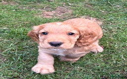 Cocker Spaniel dogs for sale: KC Reg Working Cocker Puppy – Ready 23rd Sept! - Image 2