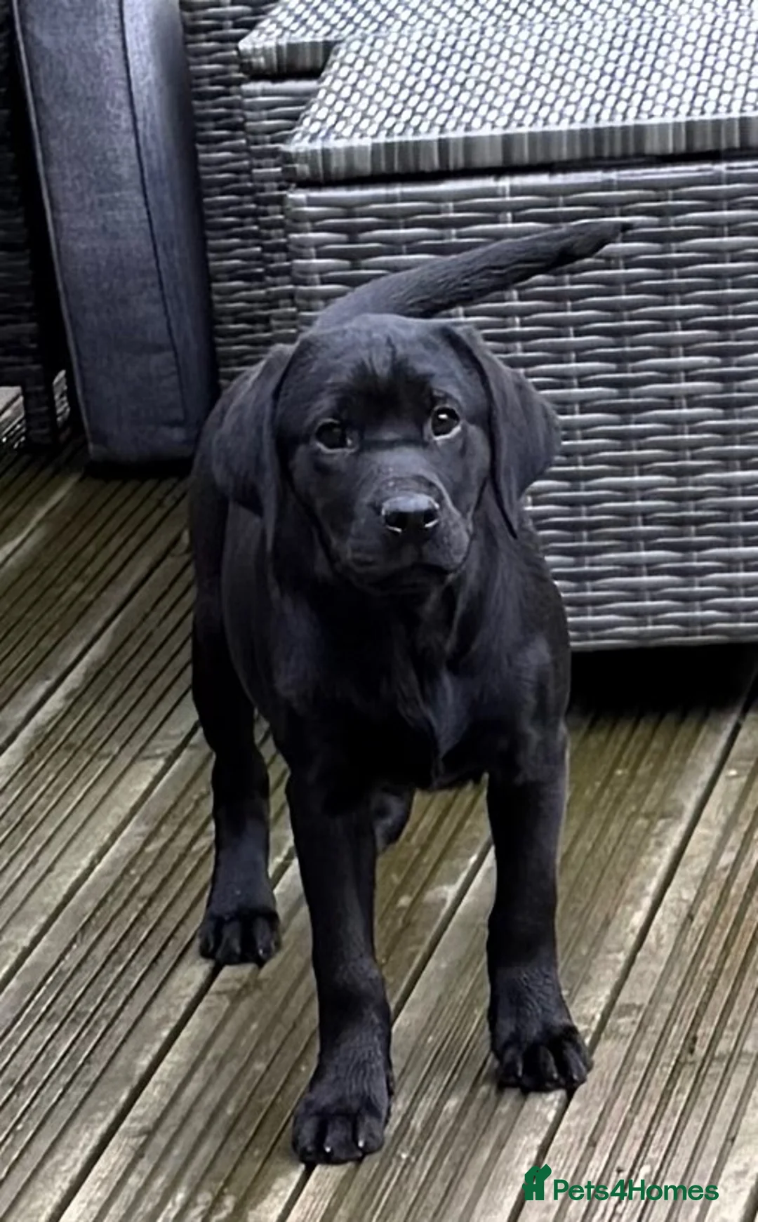 Labrador Retriever dogs for sale: Superb black Labrador bitch  - Advert 4