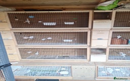Budgerigars birds for sale: for sale - Image 1