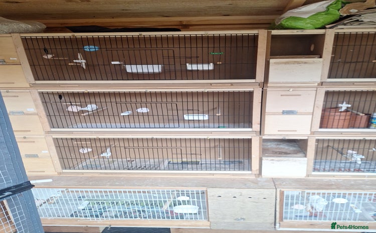 Budgerigars birds - Advert 6